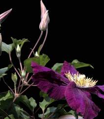 铁线莲的花朵图片，花开不同颜色娇艳动人的铁线莲图片组图6