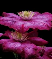 铁线莲的花朵图片，花开不同颜色娇艳动人的铁线莲图片组图10