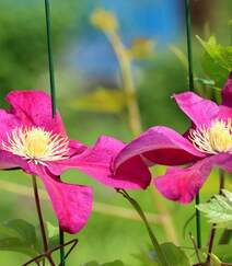 铁线莲的花朵图片，花开不同颜色娇艳动人的铁线莲图片