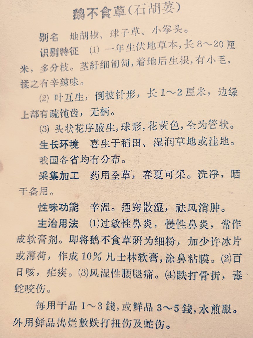 鹅不食草图片，野外生长翠绿的治鼻炎草本植物鹅不食草图片图片