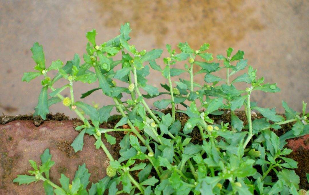 鹅不食草图片，野外生长翠绿的治鼻炎草本植物鹅不食草图片图片