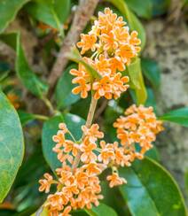 桂花树图片，黄花品种的桂花，桂花树高清图片组图2