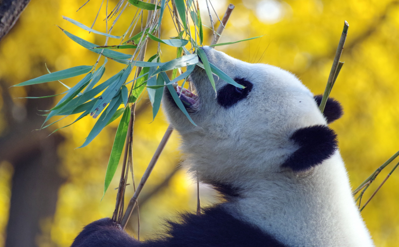 没事就一直在吃，啃竹子的可爱大熊猫图片图片