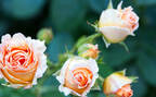 七彩斑斓，白色，橙色，红色玫瑰花植物壁纸合集推荐组图1