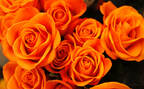七彩斑斓，白色，橙色，红色玫瑰花植物壁纸合集推荐组图3