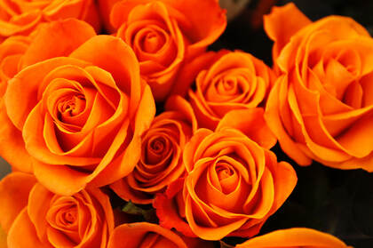 七彩斑斓，白色，橙色，红色玫瑰花植物壁纸合集推荐