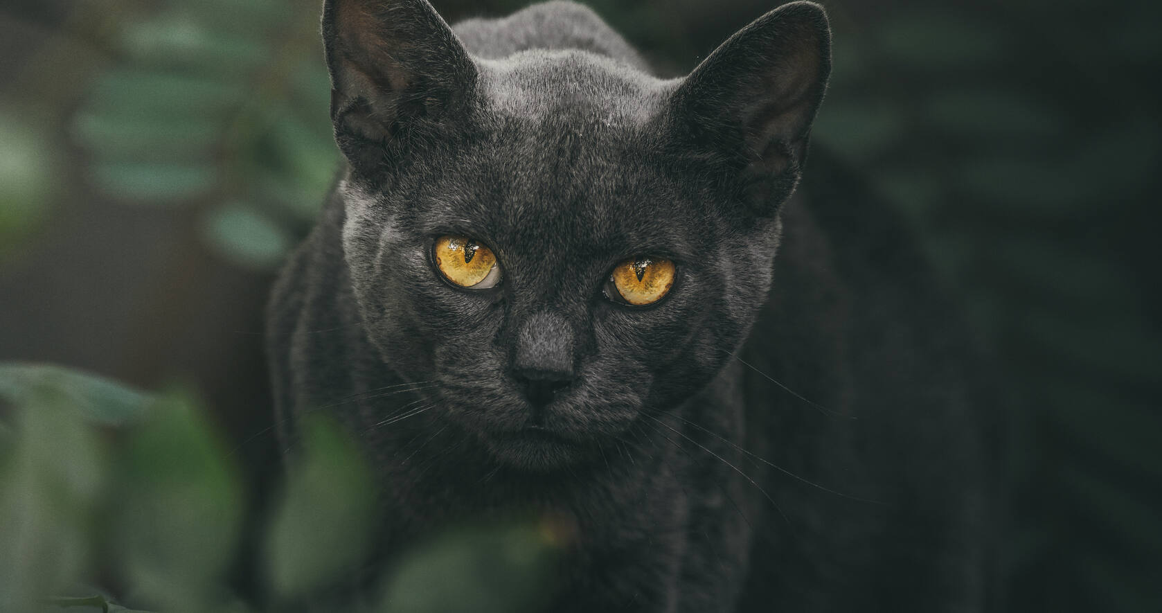 黄色眼球的黑猫高清摄影壁纸第1张图片