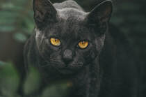 黄色眼球的黑猫高清摄影壁纸