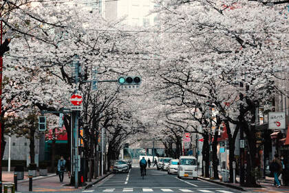 日本种满樱花树的城市街道电脑壁纸