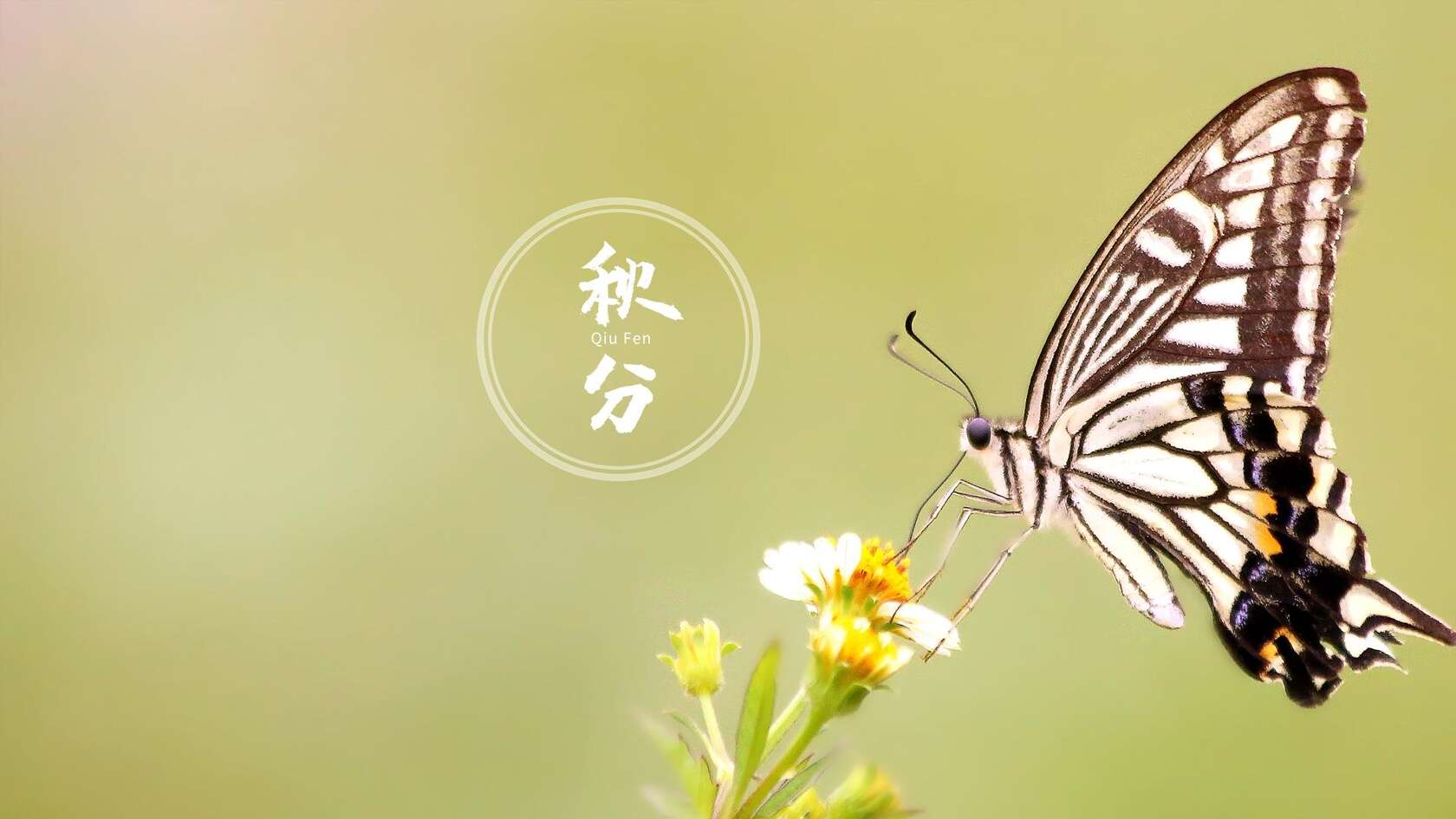 翩翩起舞的恋花蝴蝶唯美秋分节气壁纸图片套图4