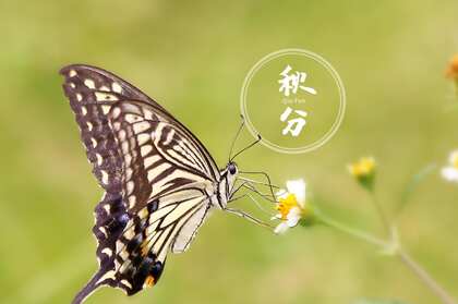 翩翩起舞的恋花蝴蝶唯美秋分节气壁纸图片