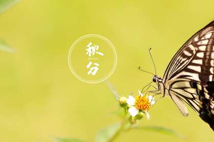 翩翩起舞的恋花蝴蝶唯美秋分节气壁纸图片