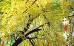 入目金黄超美银杏树，树叶，落叶为主题的二十四节气秋分壁纸图片组图3