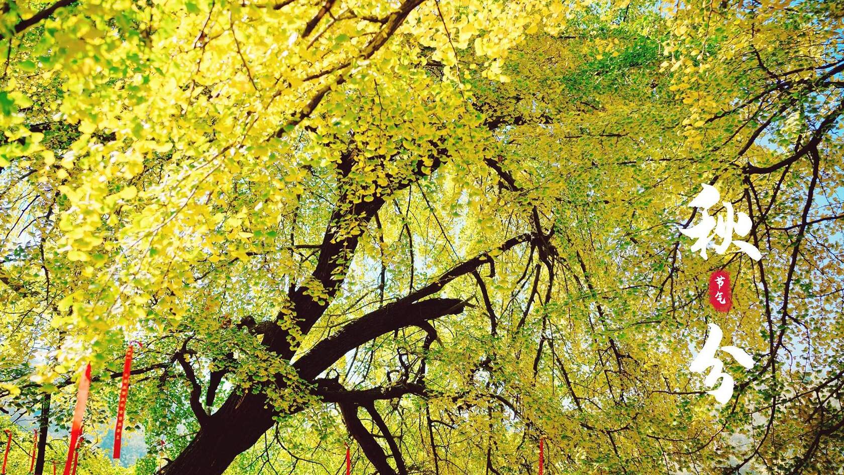 入目金黄超美银杏树，树叶，落叶为主题的二十四节气秋分壁纸图片套图3
