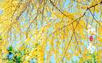 入目金黄超美银杏树，树叶，落叶为主题的二十四节气秋分壁纸图片组图1