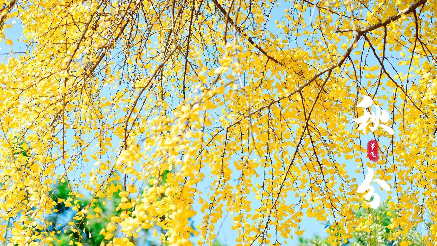 入目金黄超美银杏树，树叶，落叶为主题的二十四节气秋分壁纸图片第1张图片