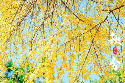 入目金黄超美银杏树，树叶，落叶为主题的二十四节气秋分壁纸图片