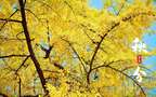 入目金黄超美银杏树，树叶，落叶为主题的二十四节气秋分壁纸图片组图2
