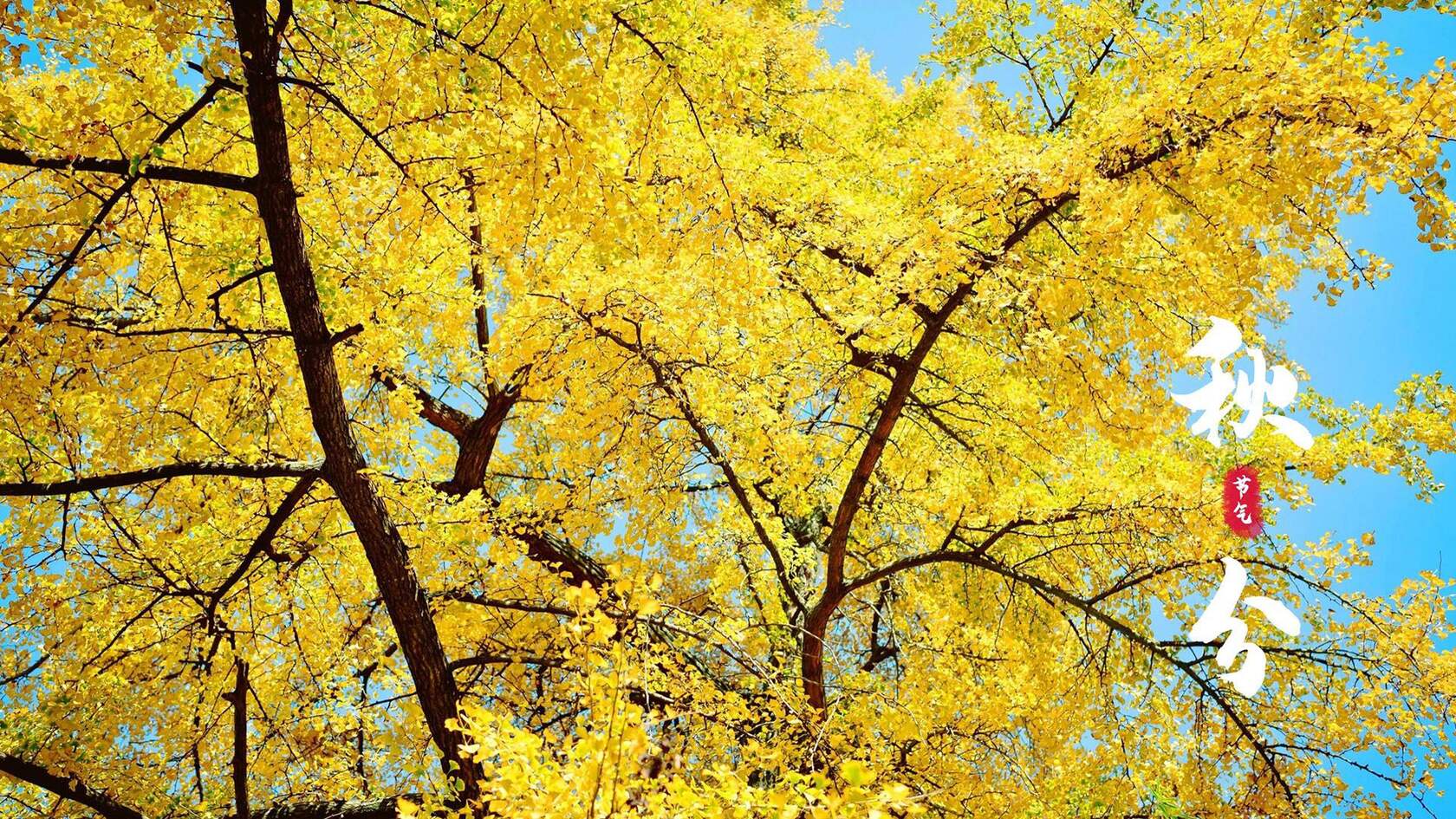 入目金黄超美银杏树，树叶，落叶为主题的二十四节气秋分壁纸图片套图2