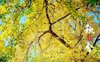 入目金黄超美银杏树，树叶，落叶为主题的二十四节气秋分壁纸图片组图5