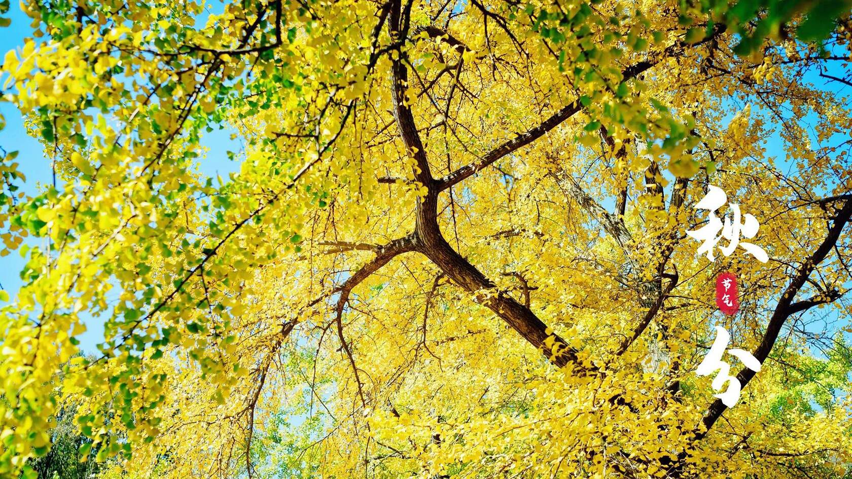 入目金黄超美银杏树，树叶，落叶为主题的二十四节气秋分壁纸图片套图5