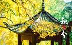 入目金黄超美银杏树，树叶，落叶为主题的二十四节气秋分壁纸图片组图4