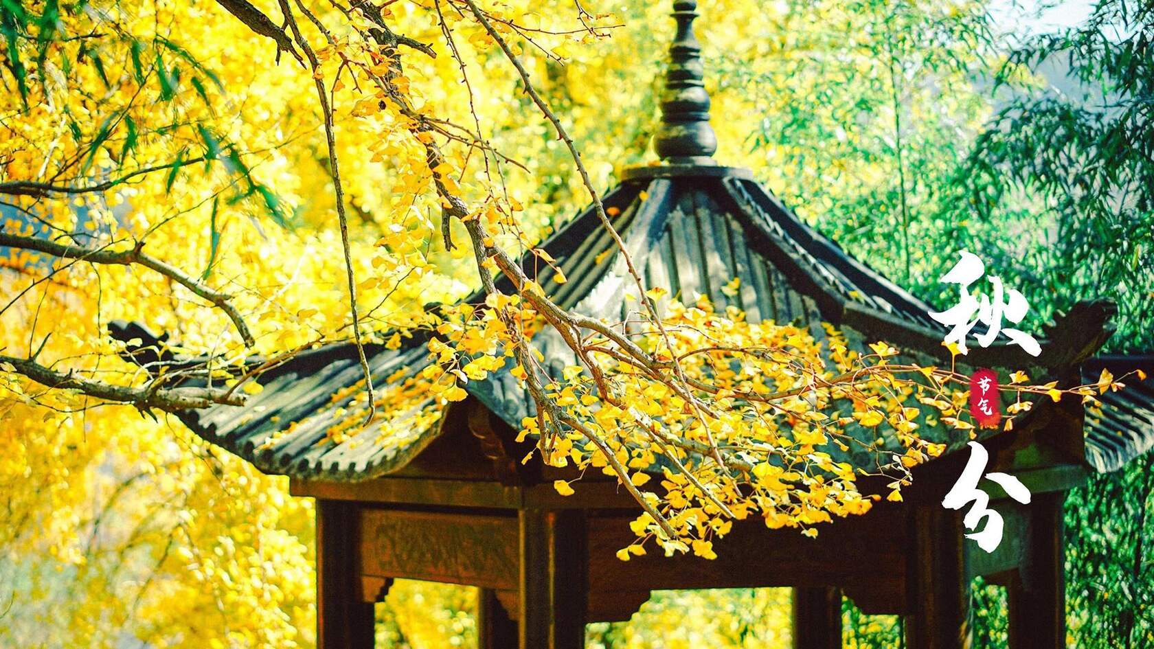 入目金黄超美银杏树，树叶，落叶为主题的二十四节气秋分壁纸图片第4张图片