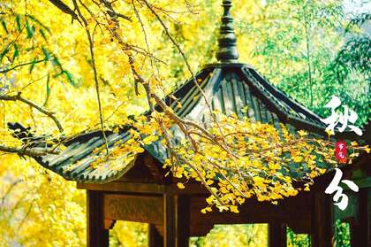 入目金黄超美银杏树，树叶，落叶为主题的二十四节气秋分壁纸图片