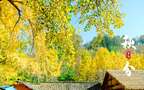 入目金黄超美银杏树，树叶，落叶为主题的二十四节气秋分壁纸图片组图6