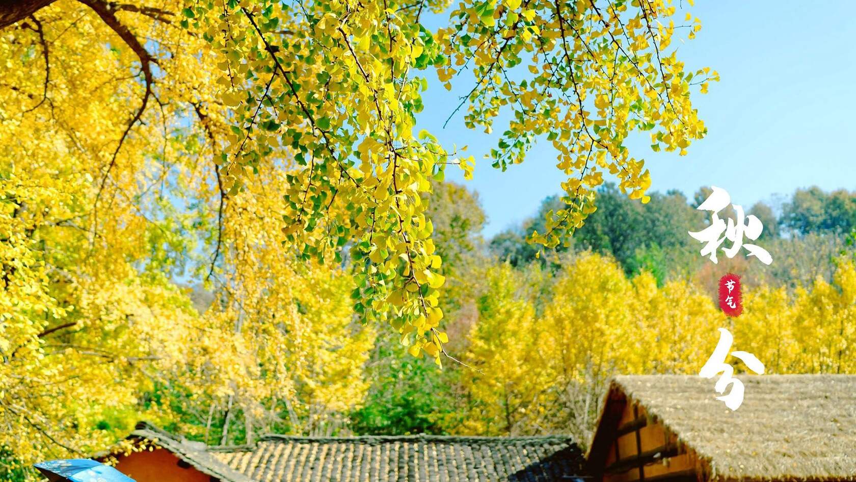 入目金黄超美银杏树，树叶，落叶为主题的二十四节气秋分壁纸图片第6张图片