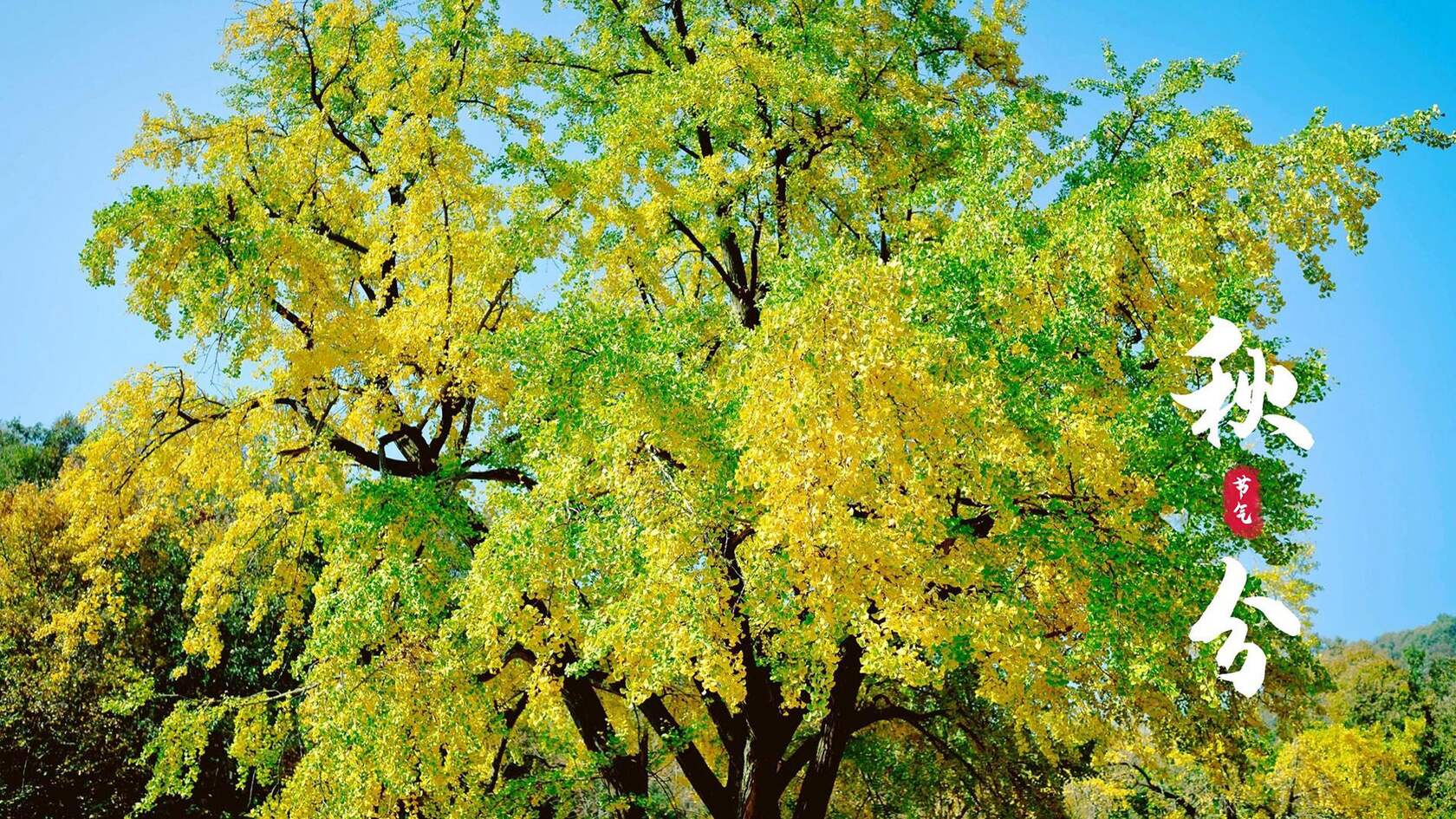 入目金黄超美银杏树，树叶，落叶为主题的二十四节气秋分壁纸图片套图8