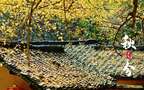 入目金黄超美银杏树，树叶，落叶为主题的二十四节气秋分壁纸图片组图10