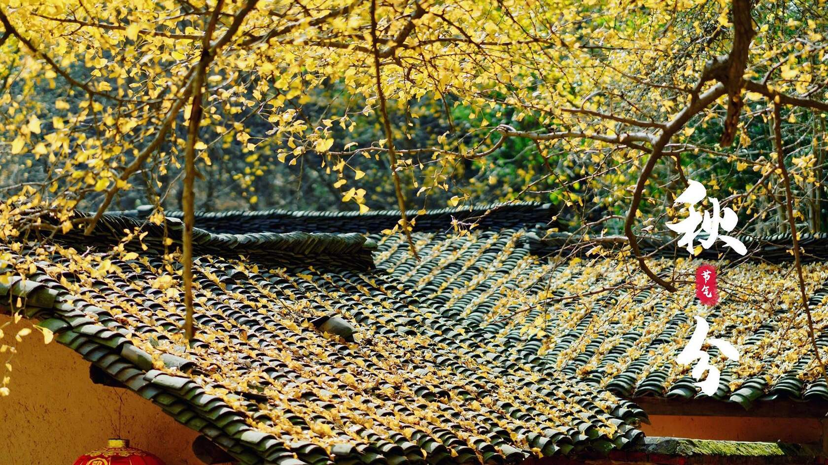 入目金黄超美银杏树，树叶，落叶为主题的二十四节气秋分壁纸图片第10张图片