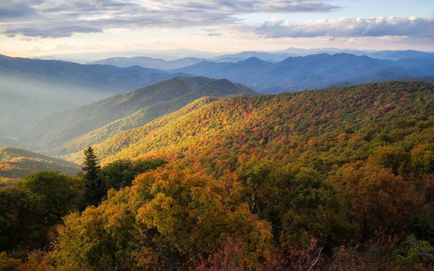 茂密满山绿色的树木草地的自然风景壁纸合集套图3