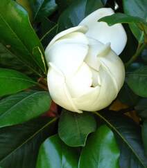 花开白色，花大清香的广玉兰图片组图2