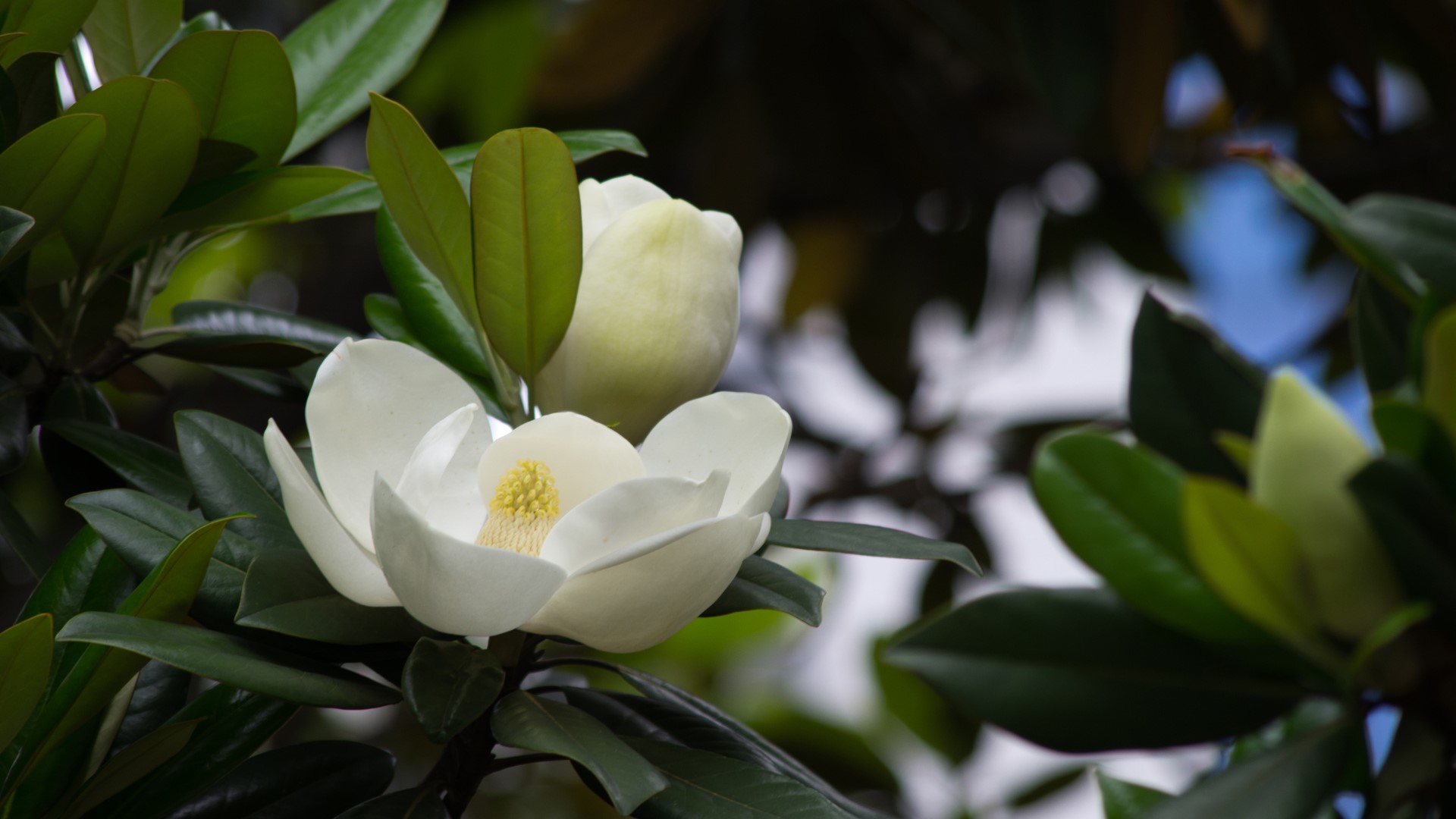 花开白色，花大清香的广玉兰图片图片