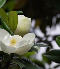 花开白色，花大清香的广玉兰图片组图1
