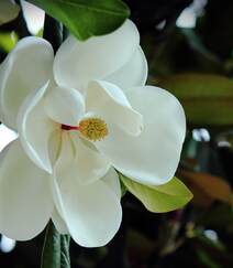 花开白色，花大清香的广玉兰图片组图3