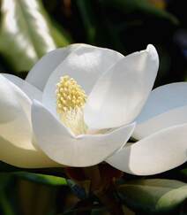 花开白色，花大清香的广玉兰图片组图6