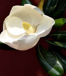 花开白色，花大清香的广玉兰图片组图5