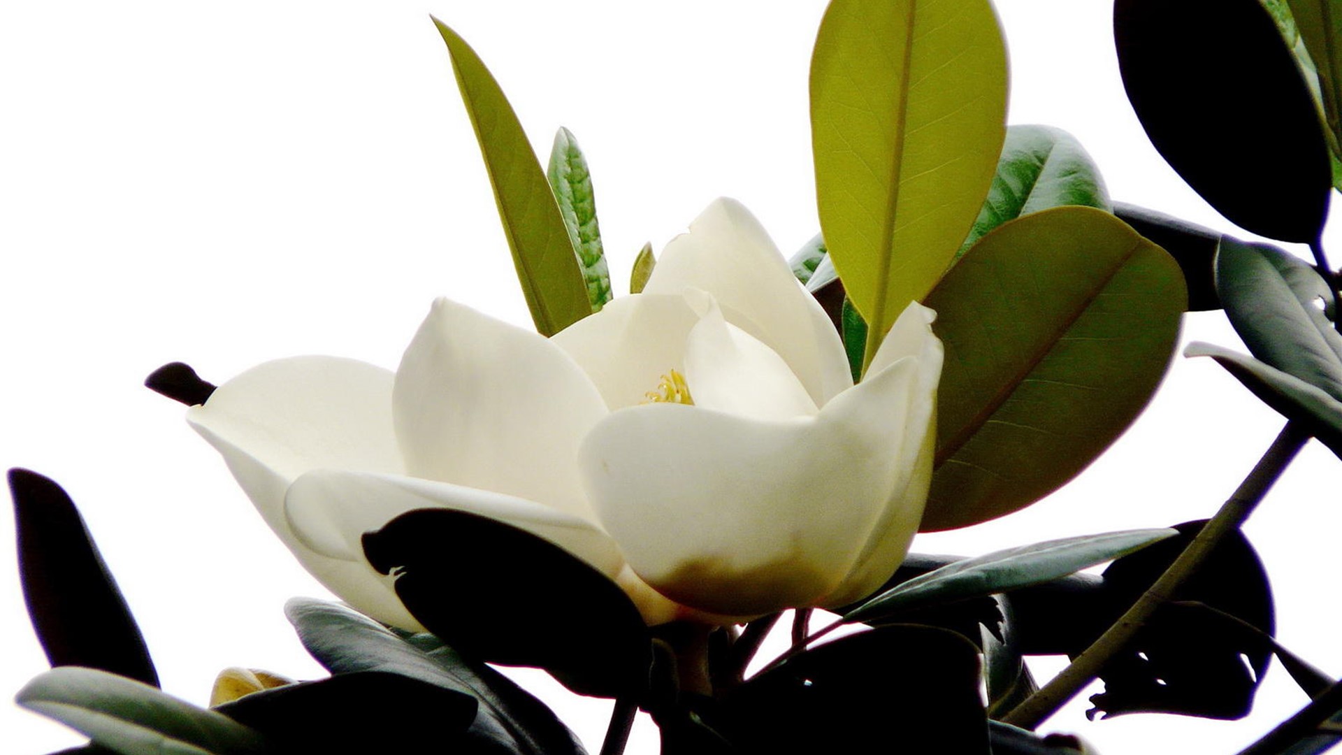 花开白色，花大清香的广玉兰图片图片