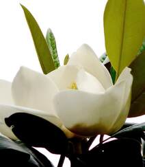 花开白色，花大清香的广玉兰图片组图4