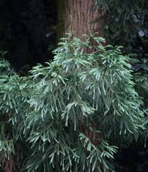 中国特有乔木树种长叶孔雀松（柳杉）高清图片组图2