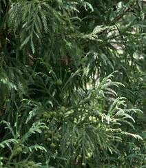 中国特有乔木树种长叶孔雀松（柳杉）高清图片组图3