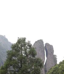 中国特有乔木树种长叶孔雀松（柳杉）高清图片组图5