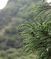 中国特有乔木树种长叶孔雀松（柳杉）高清图片组图4