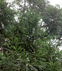 中国特有乔木树种长叶孔雀松（柳杉）高清图片组图9