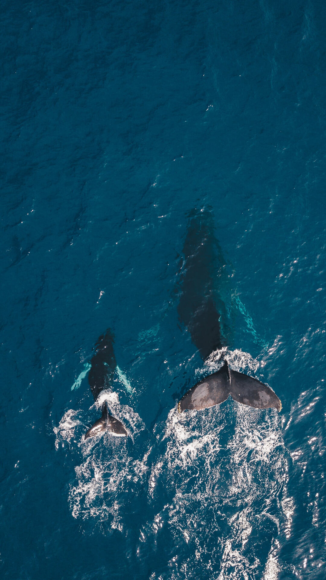高清航拍海上拍打着尾鳍的鲸鱼手机壁纸