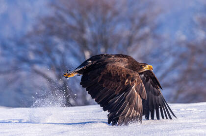 贴着雪地地面飞行的老鹰