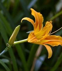 萱草（黄花菜）花朵图片组图10